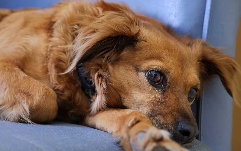 17 Preguntas sobre la Leishmaniosis Canina