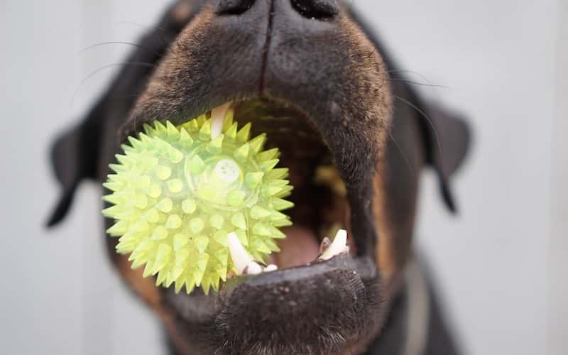 Perros y cuidado de sus dientes.