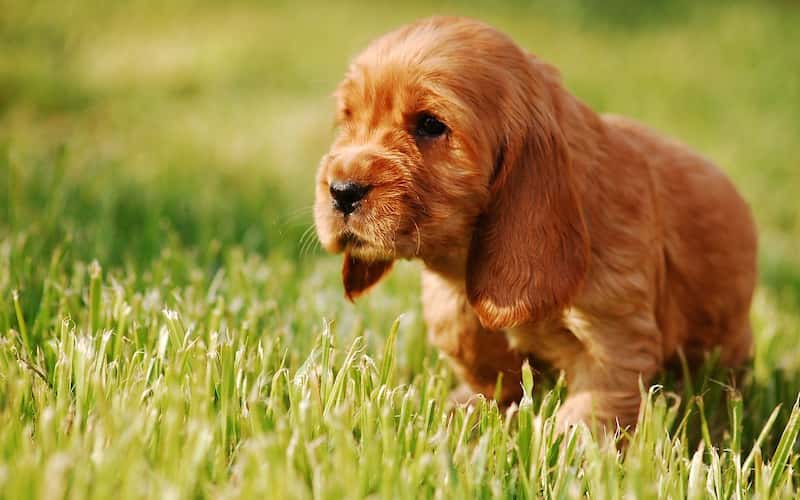 Personalidad del cocker spaniel.