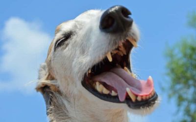 La Muda de Dientes en los Perros