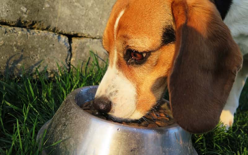 Cuánto alimentar a mi perro.