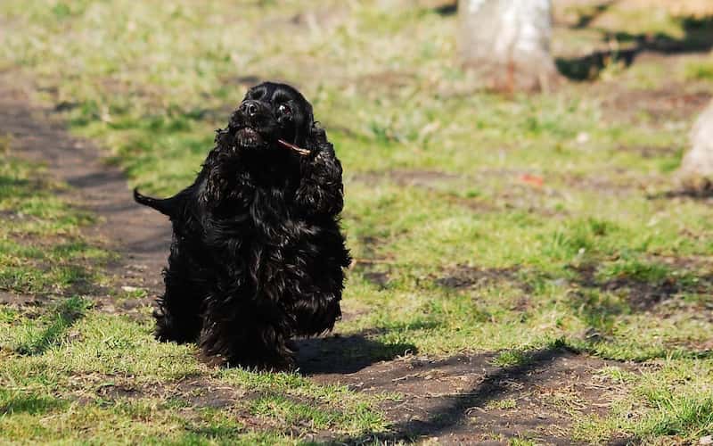 Características del perro cocker.