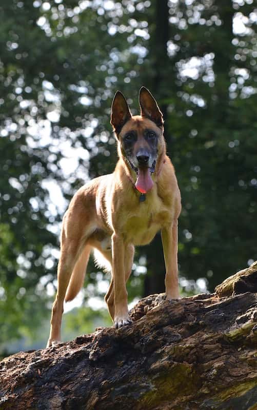 Raza Pastor Belga Malinois.
