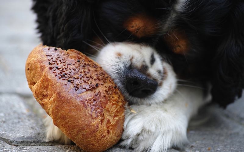 Alimentos peligrosos para perros.
