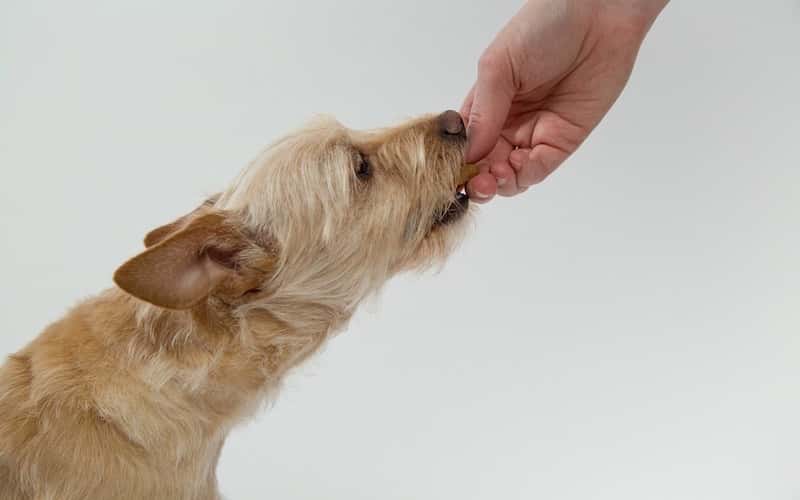 ¿Qué Debe y qué no Debe Comer un Perro?