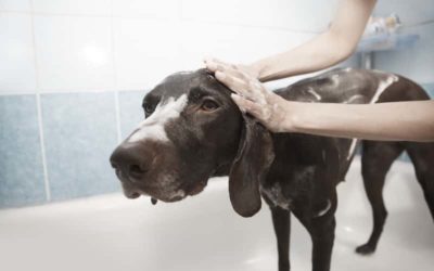 ¿Cada Cuánto se Baña a un Perro?