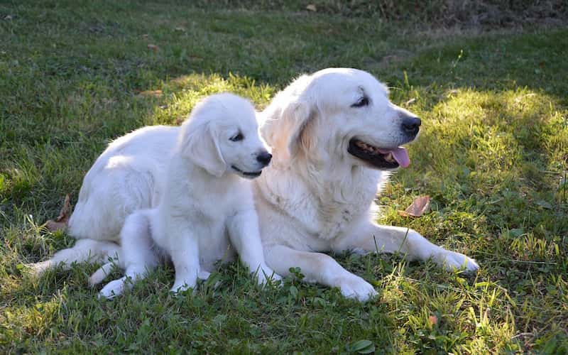 Duración gestación canina.
