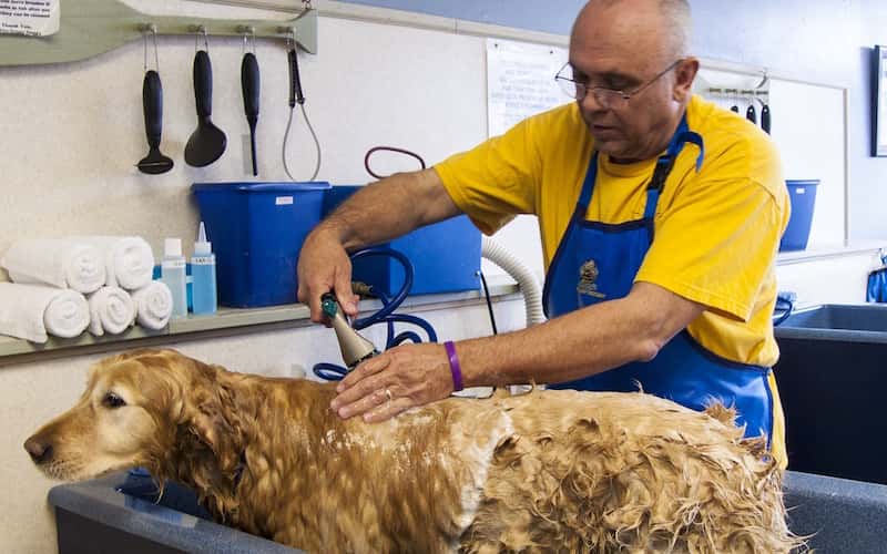 Frecuencia de baños en perros.