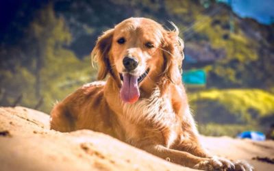 Cuánto dura la Gestación de un Perro