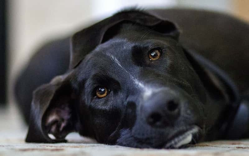 Tratamiento para la epilepsia canina.
