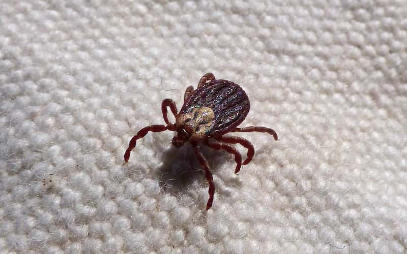 Síntomas de la erliquia canina.
