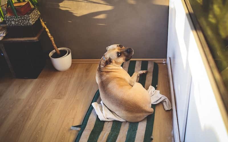 Cómo Puedes Saber si tu Perro tiene Fiebre