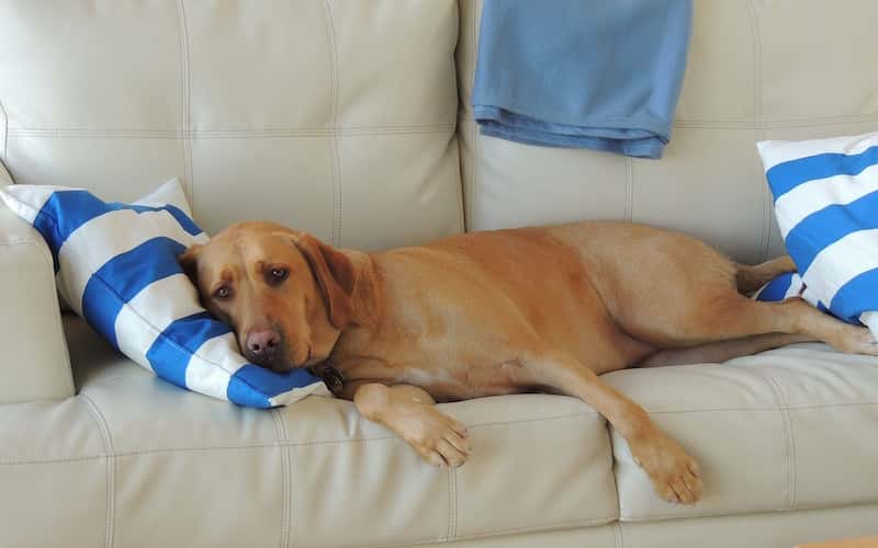 Tratamiento para la fiebre canina.