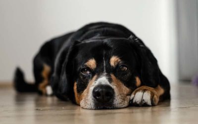 ¿Por qué mi Perro no Quiere Comer? Causas y Recomendaciones