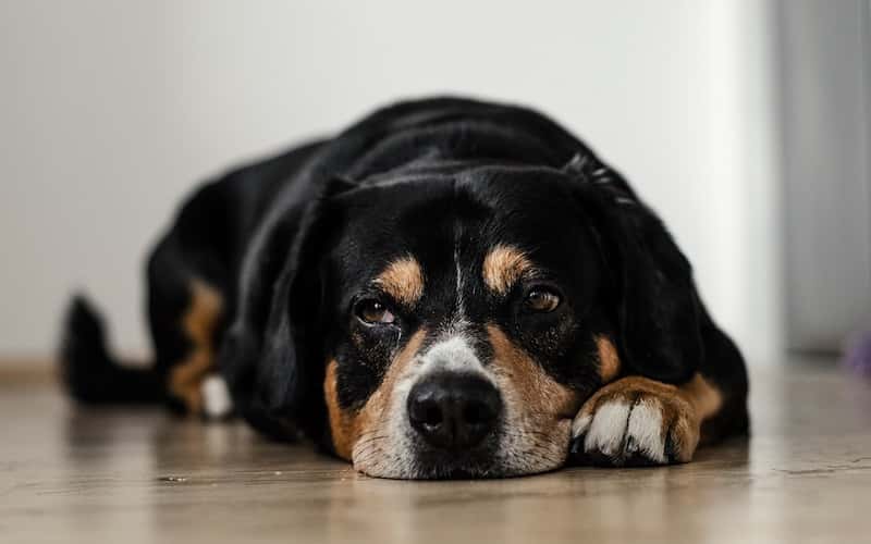 ¿Por qué mi Perro no Quiere Comer? Causas y Recomendaciones