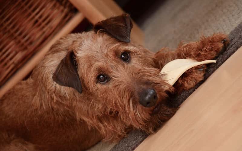 Alimentos no aptos para perros.