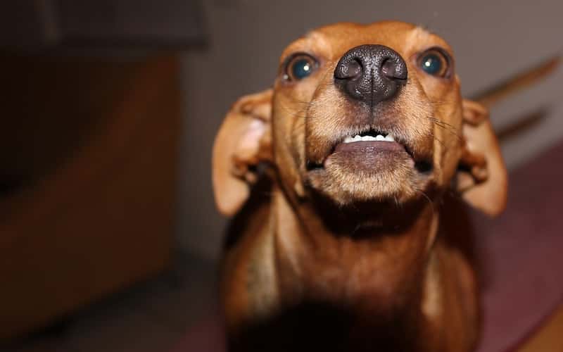Síntomas de la rabia canina.