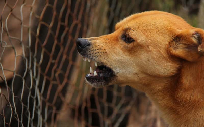 Cómo Detectar la Rabia en Perros.