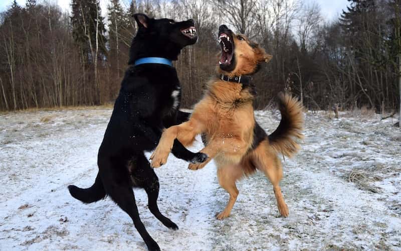 Tratamiento para la rabia canina.